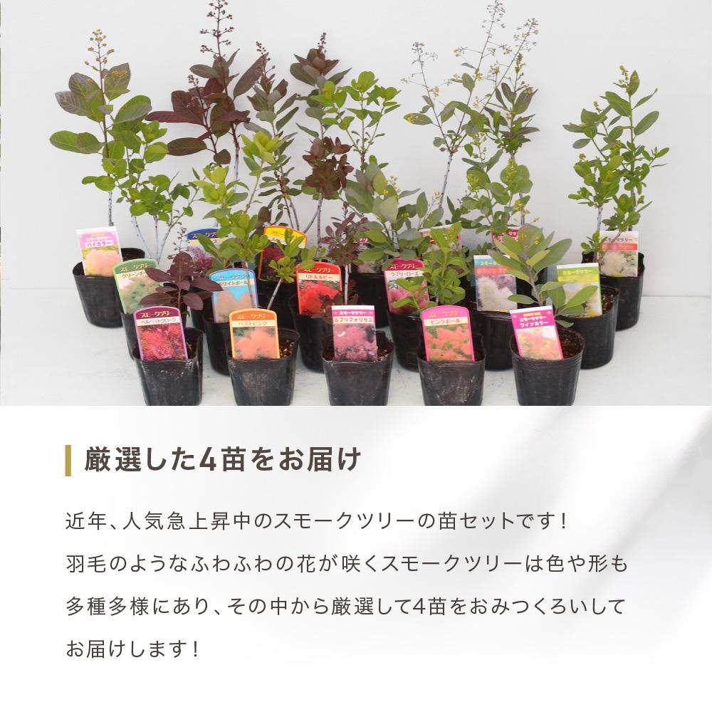 楽天市場】【ふるさと納税】スモークツリー3号ポット苗4本おみつくろい