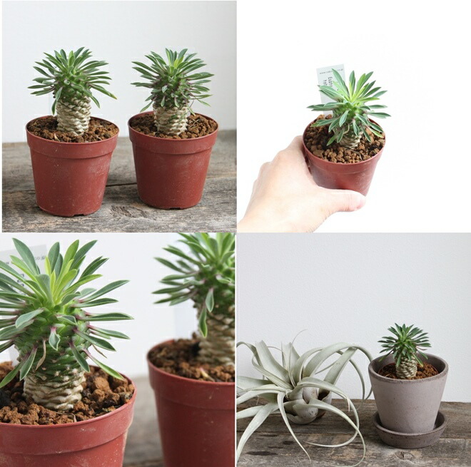 楽天市場】【SS限定☆エントリーで＋P10倍＆MAX15％OFFクーポン