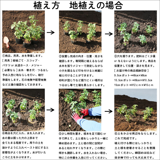 楽天市場】ニューサイラン プラッツブラック 12cmポット 苗 : トオヤマ