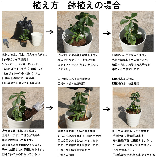 楽天市場】ニューサイラン プラッツブラック 12cmポット 苗 : トオヤマ