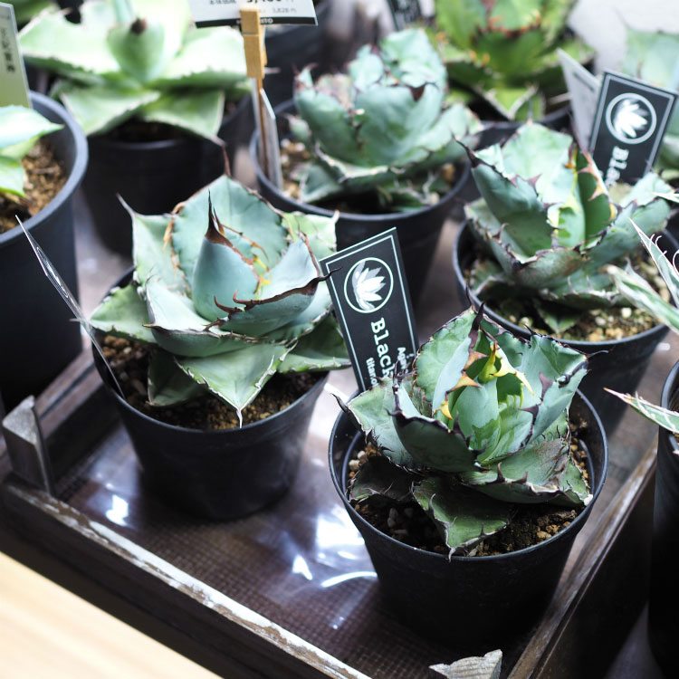 楽天市場】【数量限定】選べる品種 アガベ チタノタ 希少品種 3.5号