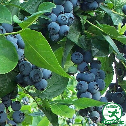 ブルーベリー 苗 【ブライトウェル （ラビットアイ系）】 2年生 挿し木苗