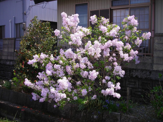 楽天市場】【ハシドイ属】ライラック プレジデントグレビー接木苗4号