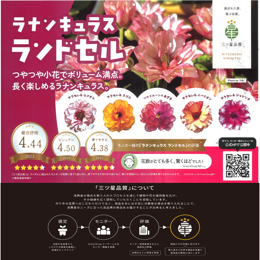 楽天市場】ラナンキュラス ランドセル 3.5号ポット苗 【2025年12月入荷
