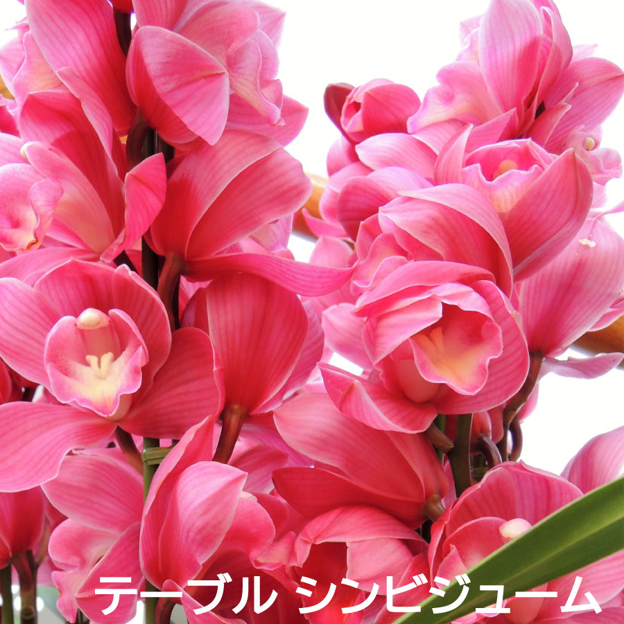 楽天市場】【セール品】 テーブル シンビジューム 4.5号 2本立ち