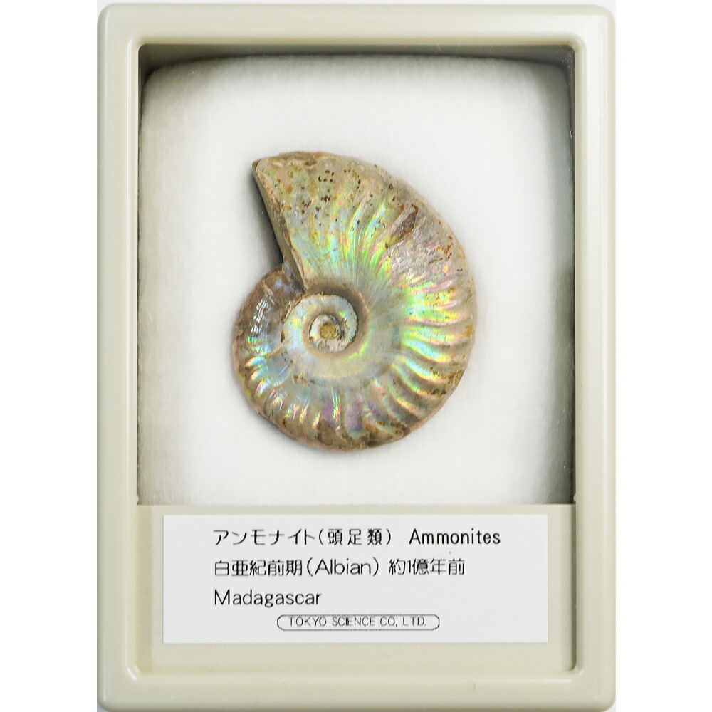 楽天市場】アンモナイト レインボー ケース入り Mサイズ マダガスカル