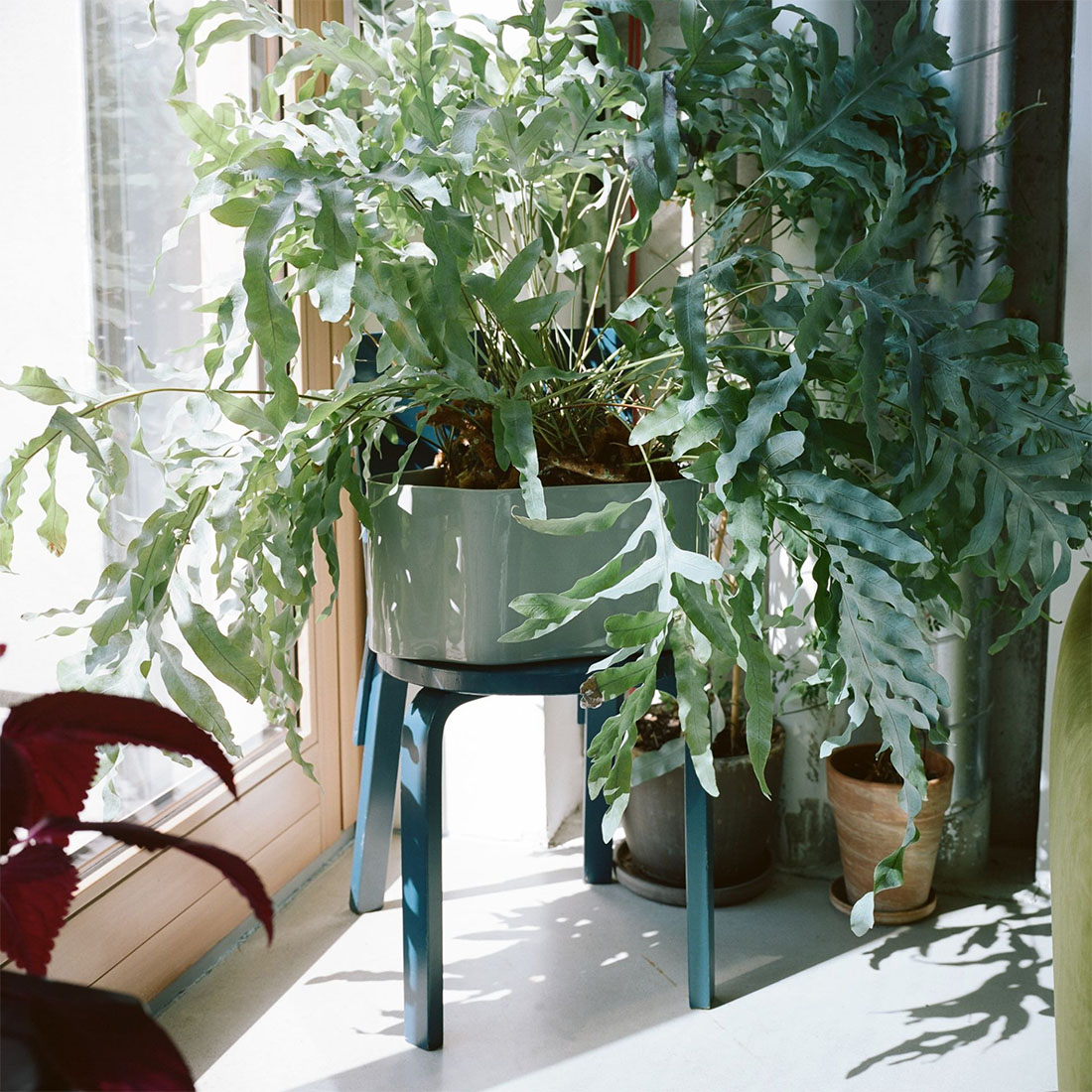 楽天市場】【ポストカードプレゼント】artek アルテック RIIHITIE