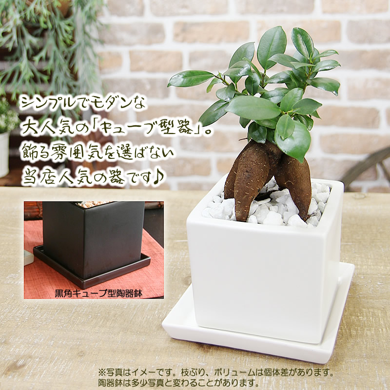 楽天市場】ガジュマル 観葉植物 幸福をもたらす精霊が住む 多幸の樹