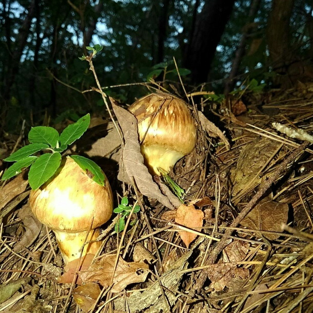 楽天市場】【国産 天然】松茸 500g 採れたてを産直☆ミシュラン3