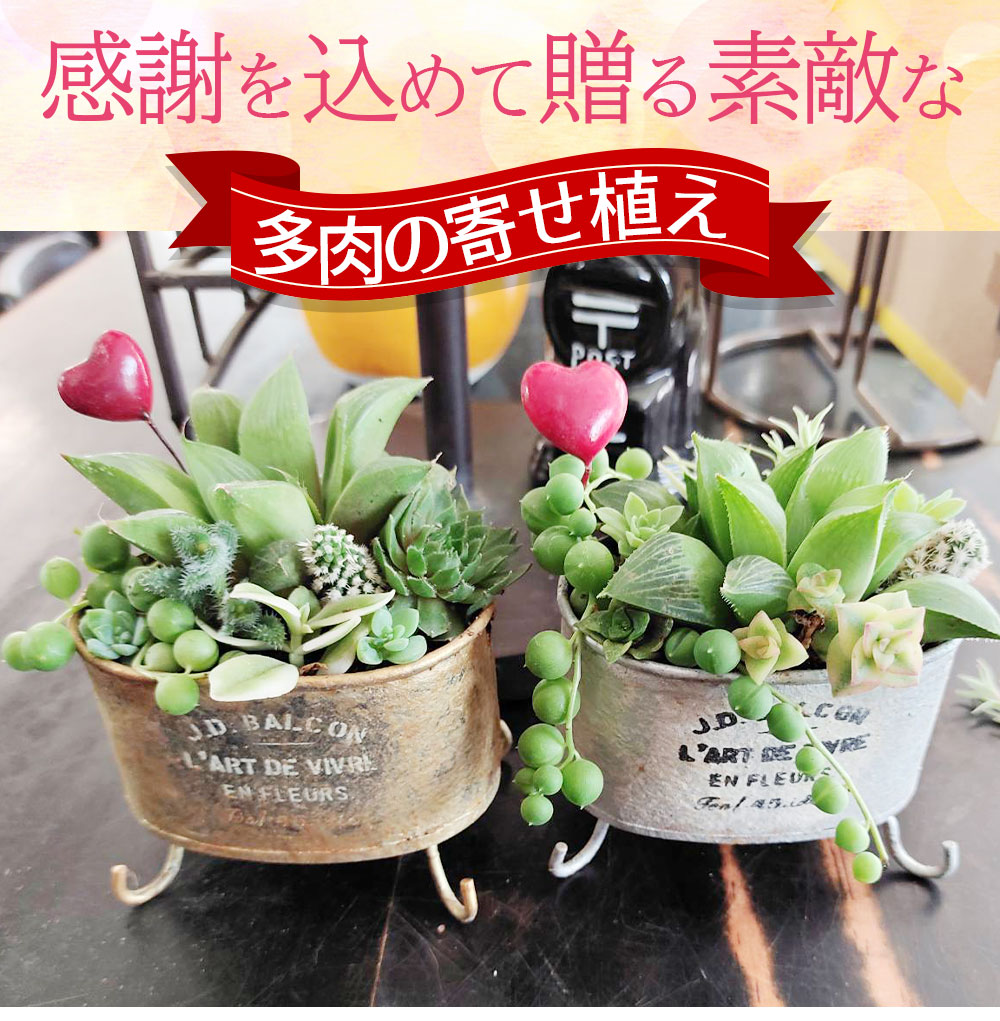 楽天市場】ギフト 多肉植物 プレゼント ブリキ鉢 寄せ植え 選べる2色