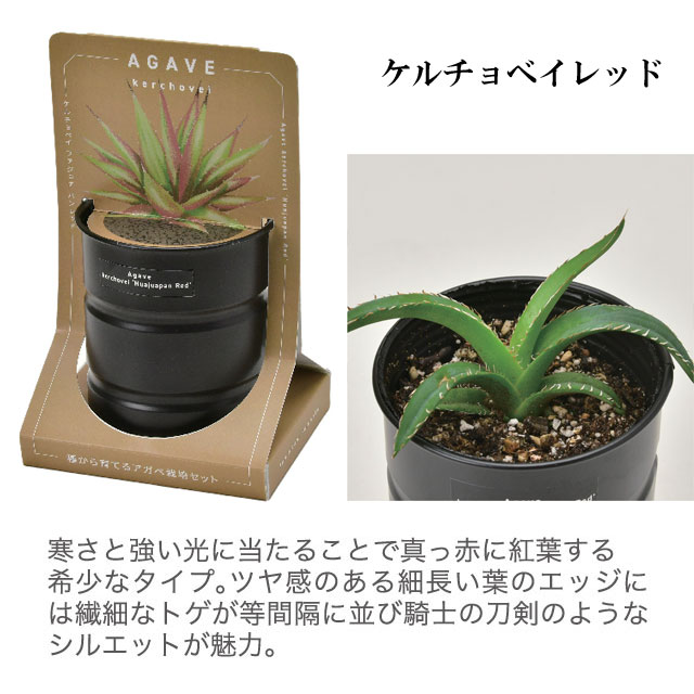 楽天市場】栽培キット 種から育てる アガベ栽培セット アガベ パリー