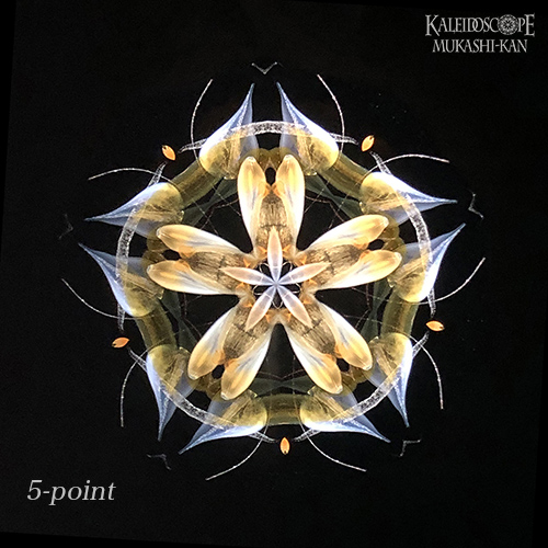 万華鏡：オイルチェンバー】透明な花シリーズ/琥珀：細井厚子[送料無料]