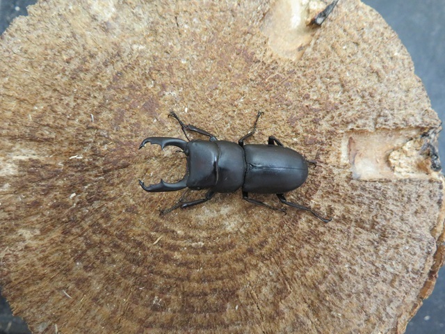 ヤクシマスジクワガタ特大34ミリペア販売/クワガタ工房 虫吉