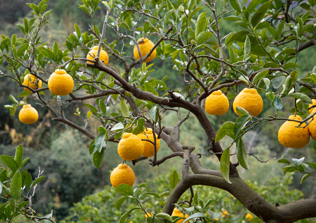 ゼリー】三宝柑福居袋3個入 | 飯島商店みすゞ飴本舗
