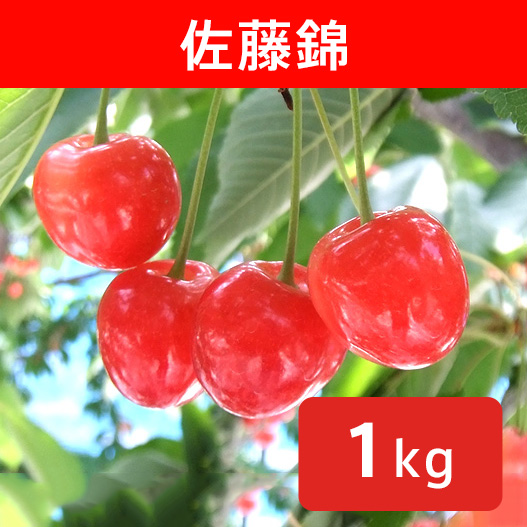 送料無料】さくらんぼ 佐藤錦 約1kg
