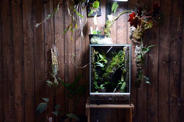 佐川急便発送・送料無料】Rain Forest パルダリウムケージプロ PCP6045