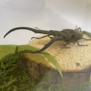 標本・標本用品