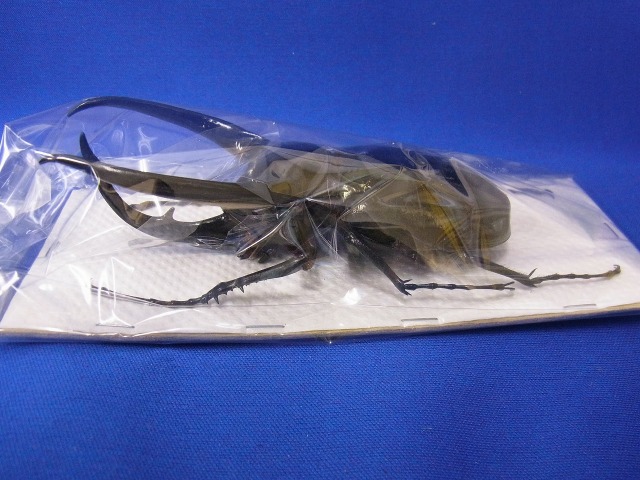 標本用）コーカサスオオカブト122ミリ その4