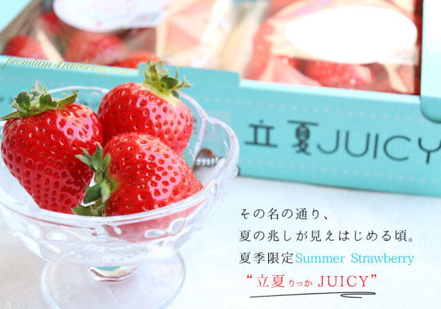 朝採り 完熟 いちご 【青森県産いちご 立夏JUICY 240g以上×2パック