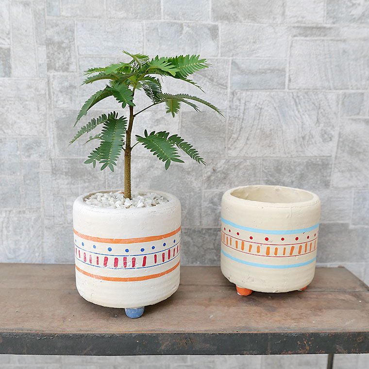 ネムノキ・エバーフレッシュ 陶器鉢植え・脚付き 観葉植物と植木鉢の