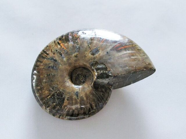 虹入りアンモナイト化石[T485-3007]