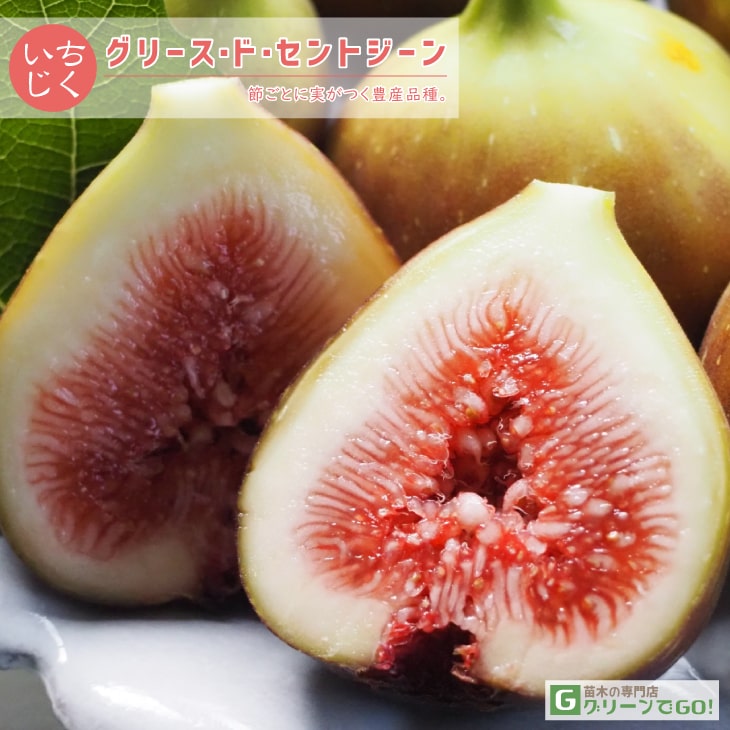 イチジク 苗 【グリース・ド・セントジーン】 2年生 挿し木 ポット苗