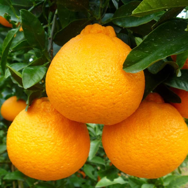 デコポン 苗木 【早生デコポン （不知火）】 3年生 接ぎ木 約1.0m 大苗