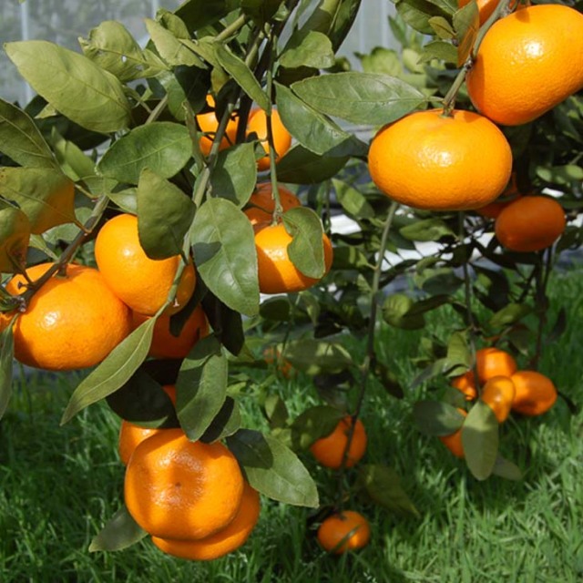 みかん 苗木 【大津4号】 3年生 接ぎ木 約1.0m 大苗