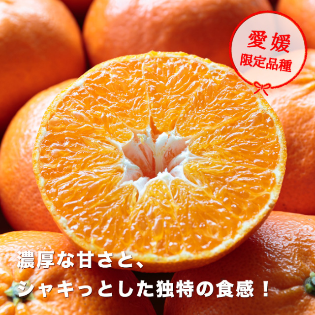 愛媛オリジナル品種の希少柑橘・甘平をお値打ち価格で販売中【訳あり10kg】