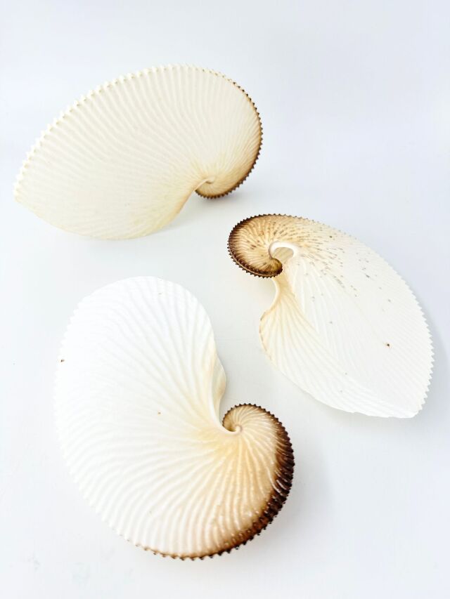 アオイガイ(国産）【約16～18cm/1個】 - Not for overseas sale - 貝殻