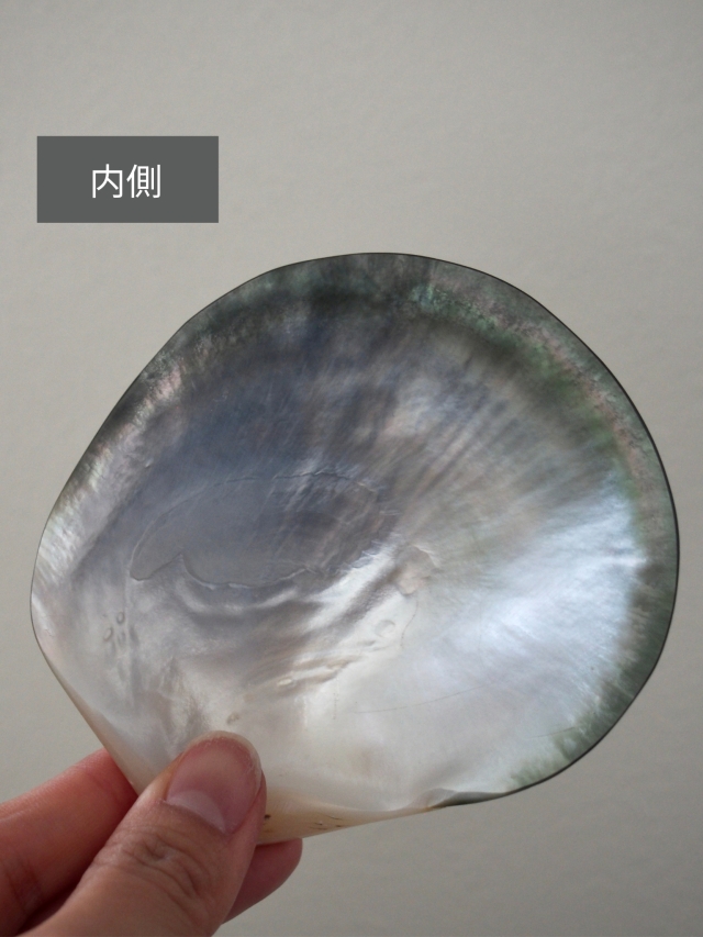 クロチョウガイ磨き【約9～10cm/1枚】En: Black MOP polished (size