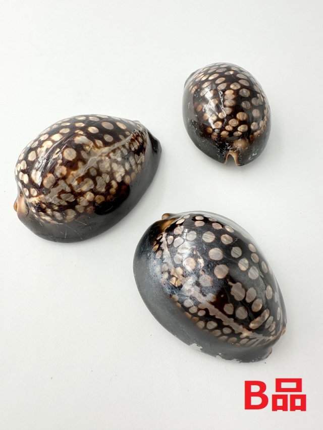 ハチジョウダカラB品【7cm前後/1個】 En:chocolate cowrie B grade