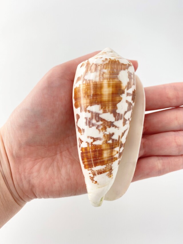 ニシキミナシ（磨き）【約8～10cm/1個】 En:Striate Cone buffed