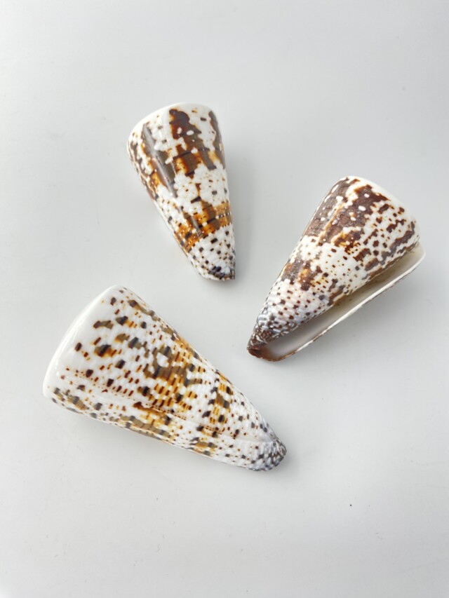 ミカドミナシ（磨き）【約6.5～7.5cm/1個】 En:Imperial Cone (size