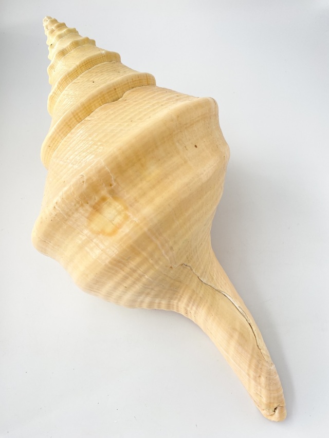 アラフラオオニシ磨きNO.2007【約45.5cm/約2430g/1個/現品】 En