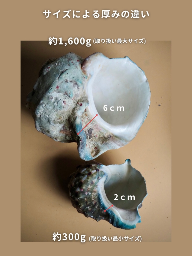 夜光貝【約1000～1299g/1個】EN:Green Turbo Snail (Size:1000-1299g