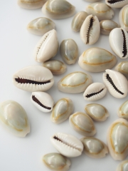 タカラガイ・イモガイ