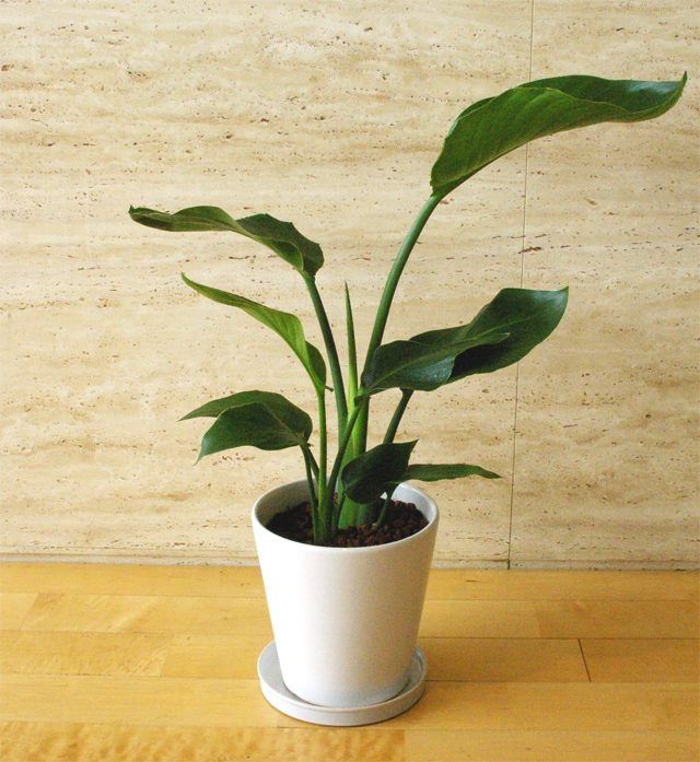 観葉植物「オーガスタ」6号鉢 Florico Online Shop ～フロリコ