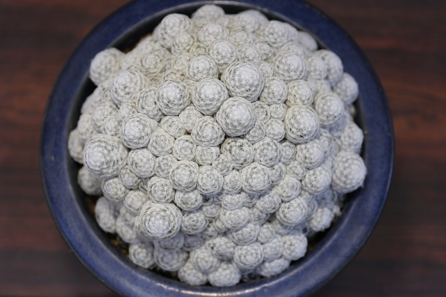 姫春星 実生群生type A0960☆マミラリア サボテン☆「送料無料」浦部陽向園