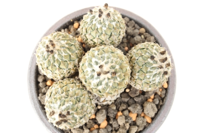 銀牡丹 実生カット群生球 A2964☆ペレキフォラ サボテン☆「送料無料