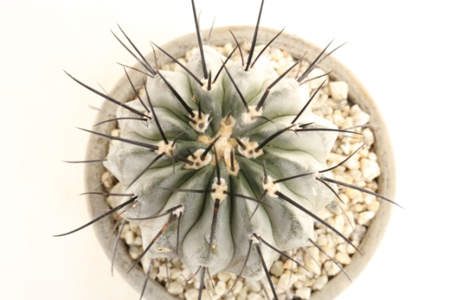 黒士冠（短刺・黒刺type） 輸入球 A2999☆コピアポア デアルバータ