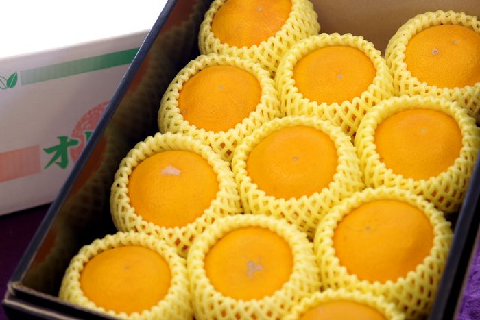 春峰しゅんぽう販売 和歌山育成品種の春みかん。和歌山県・他産地 約