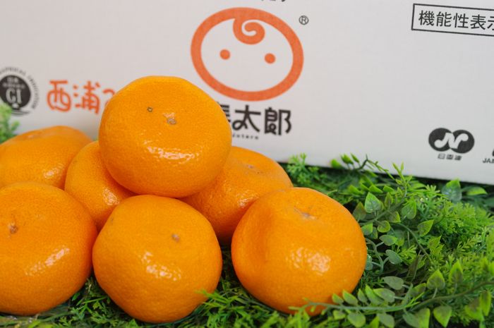 寿太郎（じゅたろう）みかん通販 JAなんすん西浦みかんを販売取寄。糖度