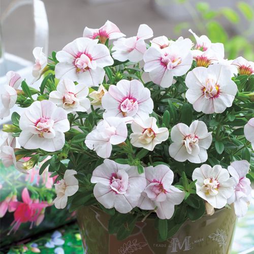 春色くれよん 八重咲きカリブラコア・らいちの苗を販売【花育通販