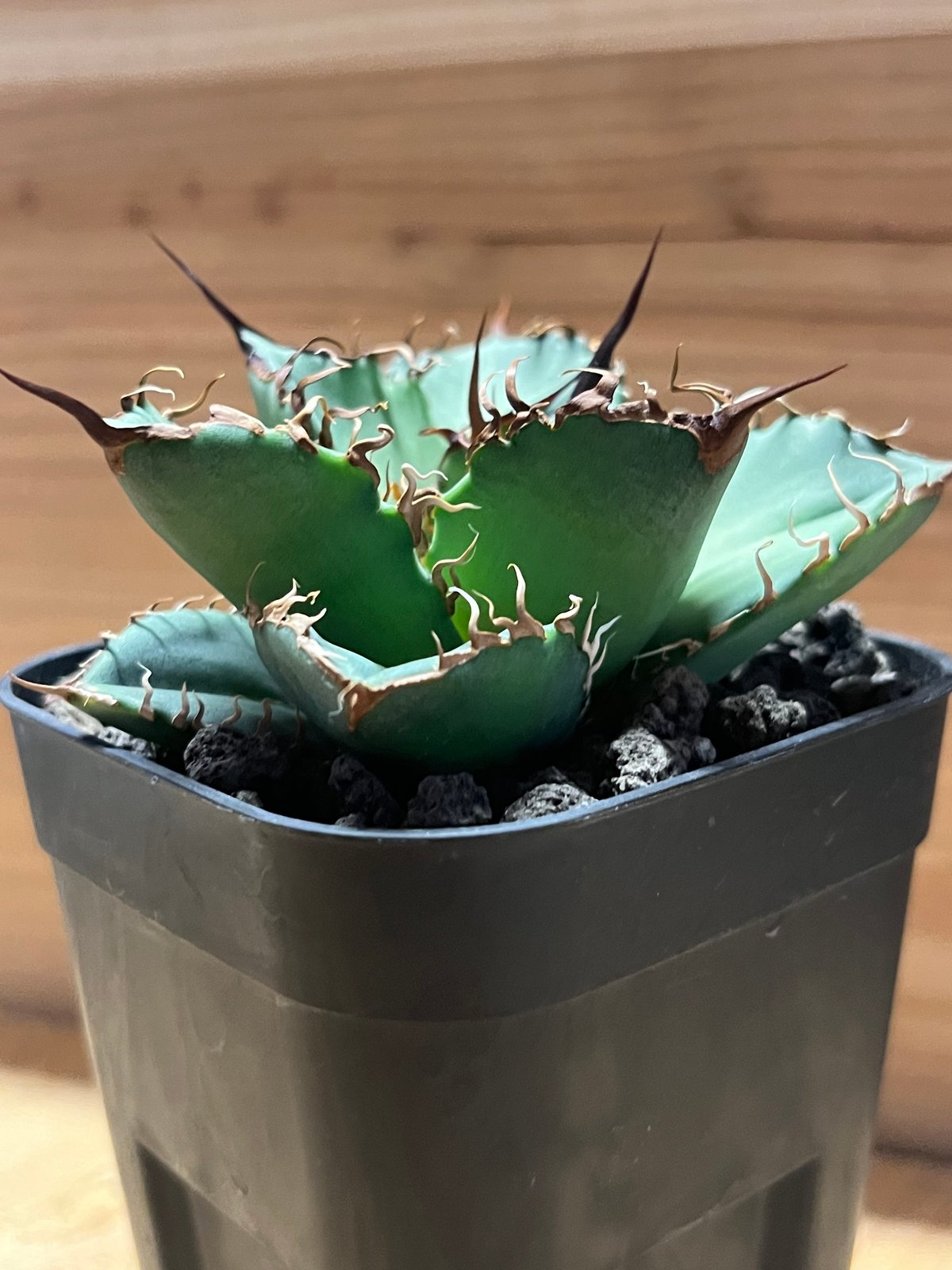 アガベ チタノタ オアハカ | GREEN LUCK