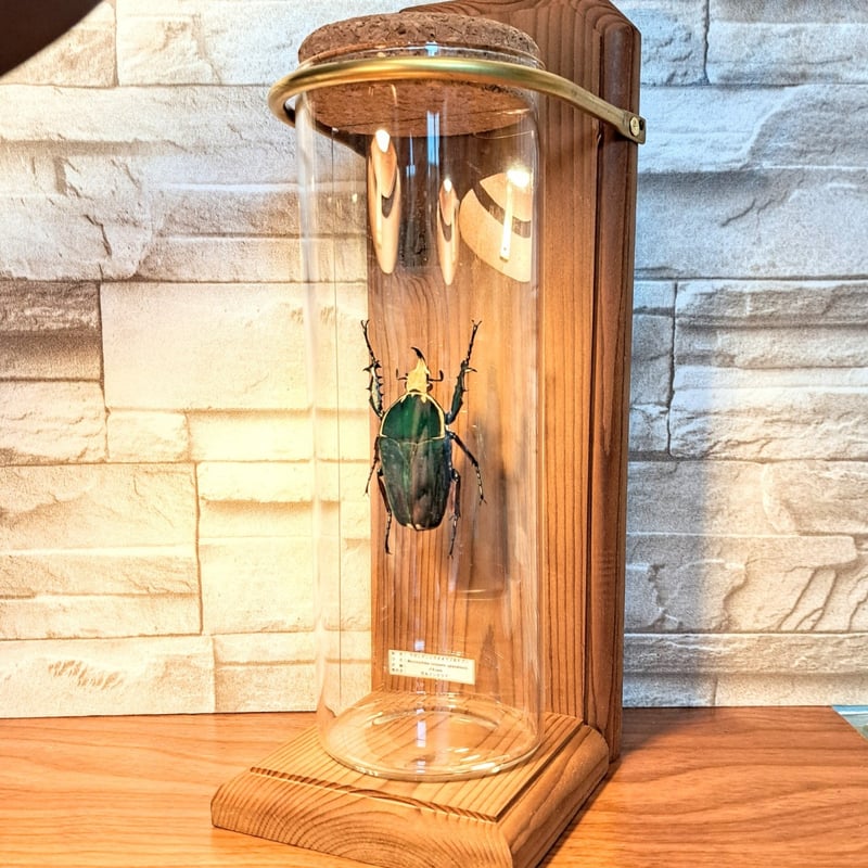 HYOHON『柱』L】ウガンデンシスオオツノカナブン61mm♂ ※旧型瓶使用