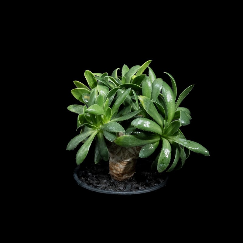 オトンナ レトロルサ / Othonna retrorsa #2 | Ducks ( plan