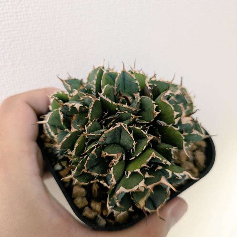 アガベ NOVA （ノヴァ）発根済み子株① | slow glower