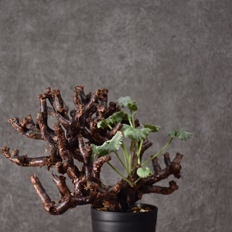 Pelargonium mirabile ペラルゴニウム ミラビレ 発根済現地株 #2 | B