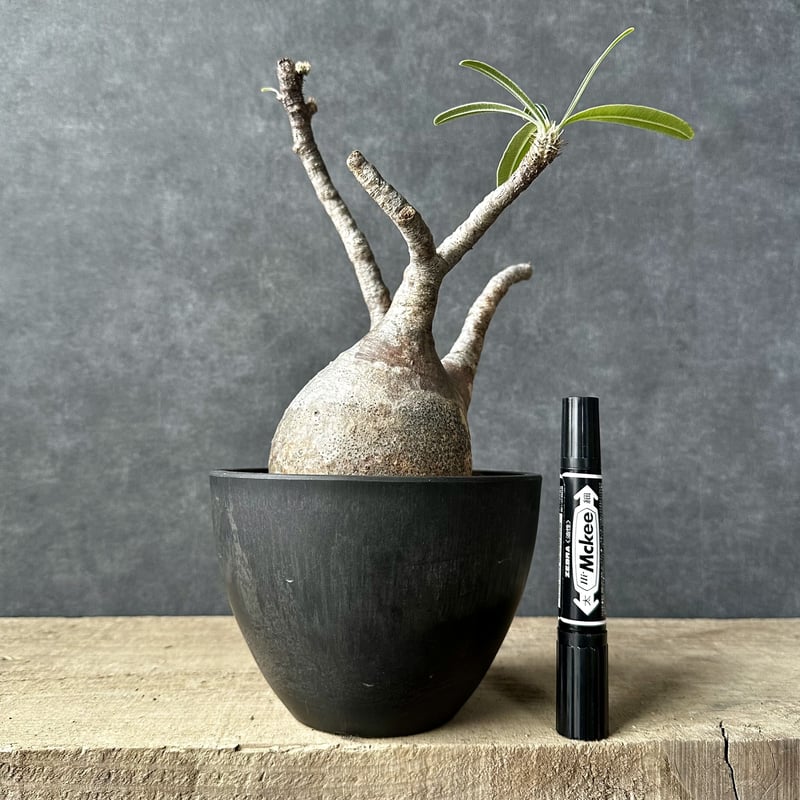 パキポディウム グラキリス【L】現地球/発根済 PGL-12 | Laule'a PLANTS